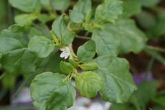 Trianthema portulacastrum